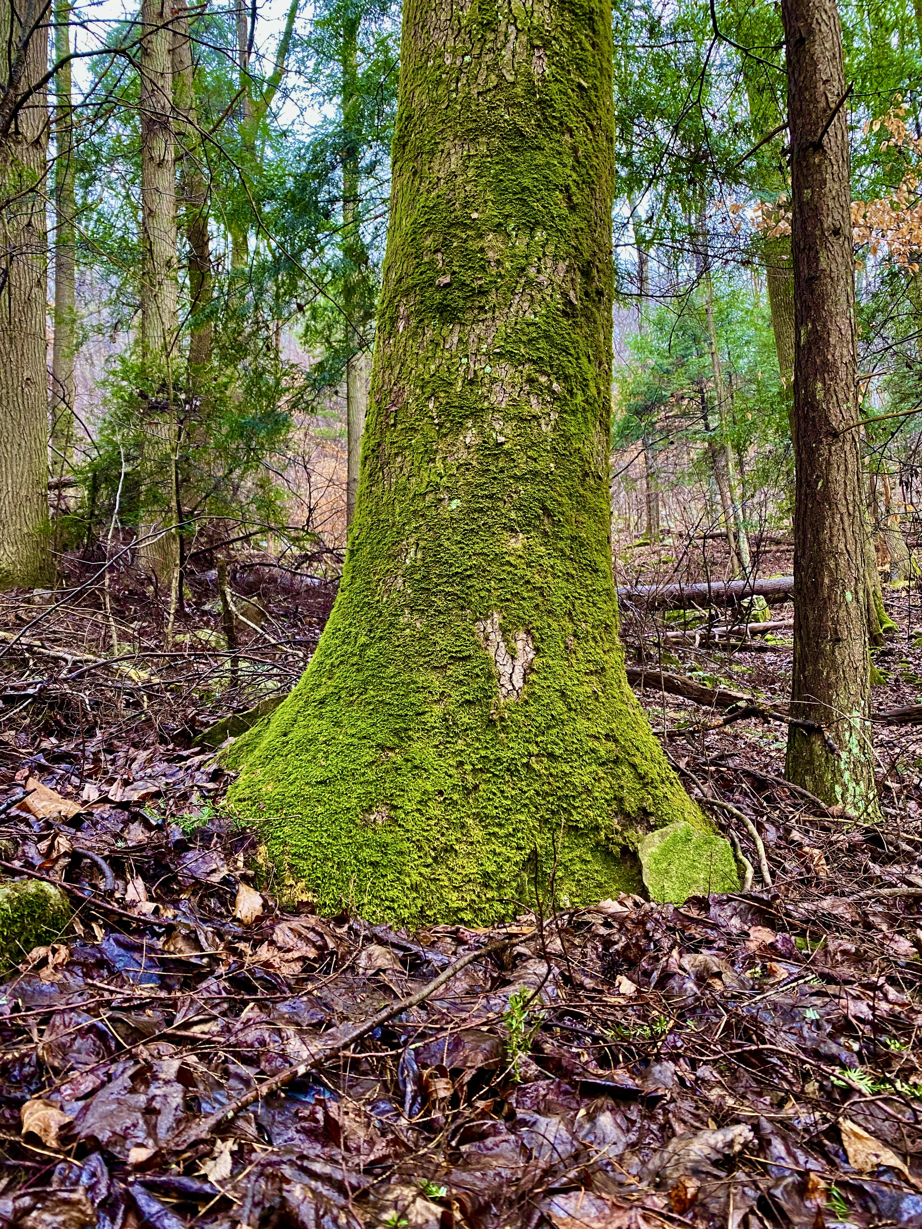 Moss, Worth a Closer Look | Historic Union County